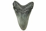 Fossil Megalodon Tooth - South Carolina #327565-1